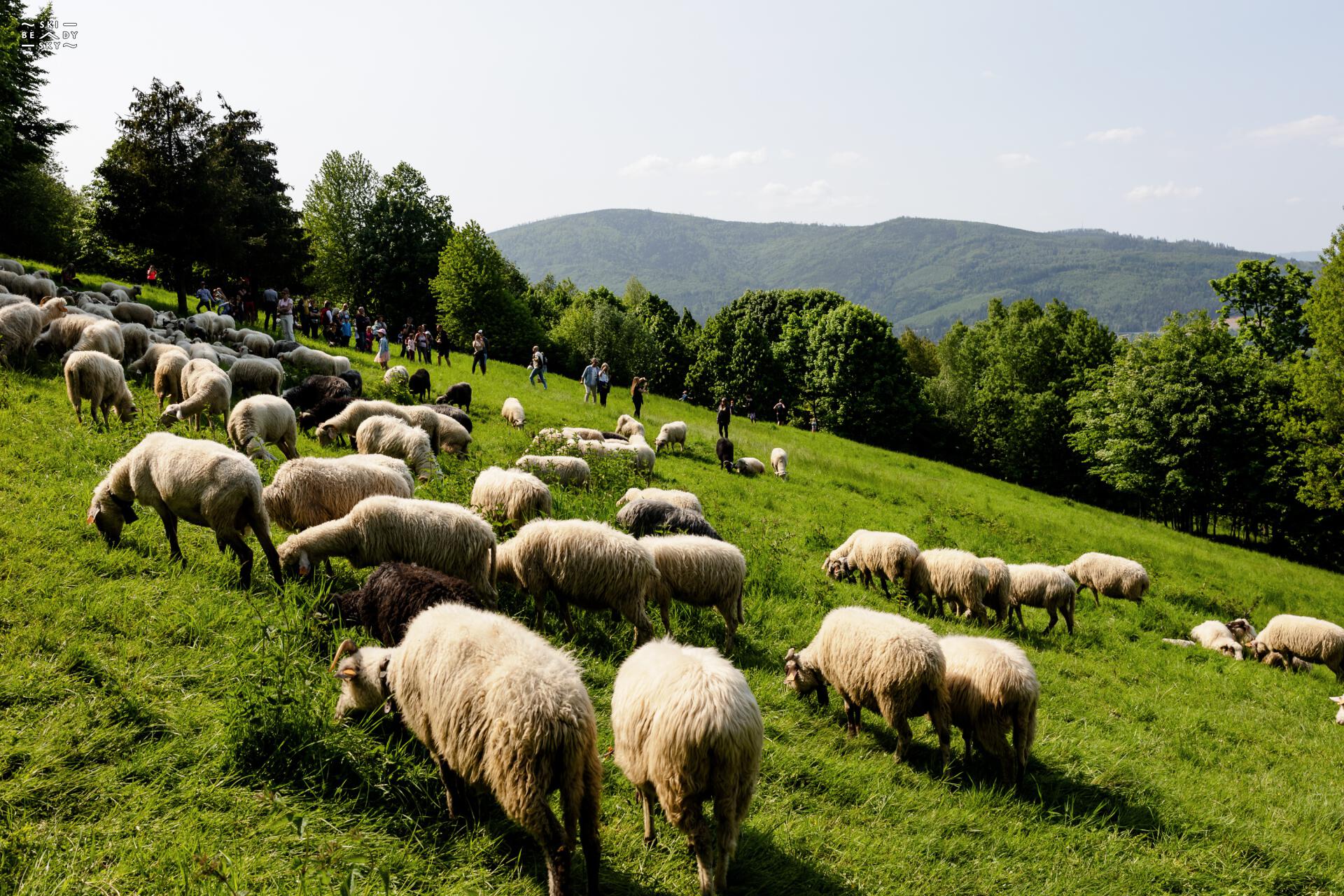 IMG_9271.jpg